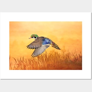 Wood Duck in Flight Posters and Art